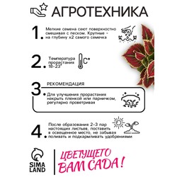 Семена цветов Колеус «Радуга - Фестиваль танца», F1, 10 шт., «Престиж семена»