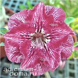 Adenium Obesum Double Flower NEW-144