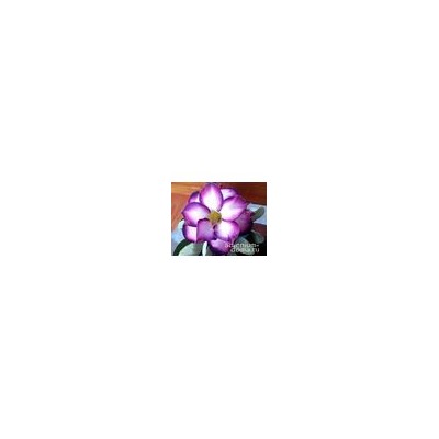 Adenium Obesum Double Flower PURPLE CROWN