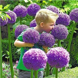 Allium Gladiator "Лук декоративный Гладиатор"