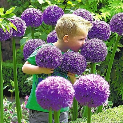 Allium Gladiator "Лук декоративный Гладиатор"