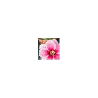 Adenium Obesum Double Flower NEW-126