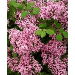 Саженцы Сирень Мейера Ред Пикси, арт.: 9563