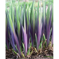 Луковицы (корни) Ирис разноцветный Джеральд Дарби, арт.: 69316