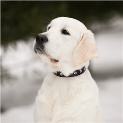 Ошейник однослойный безразмерный, 45×2 см, ОШ 18-39 см, кожа, синий