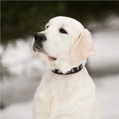 Ошейник однослойный безразмерный, 45×2 см, ОШ 18-39 см, кожа, синий