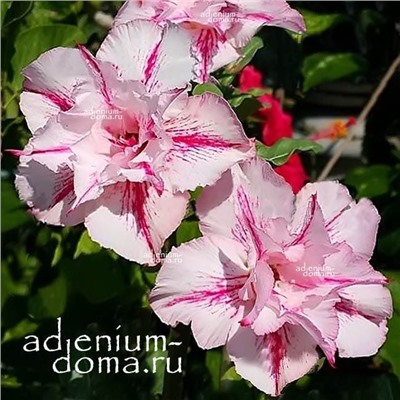 Adenium Obesum Double Flower ADALINE