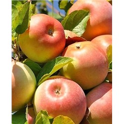 Саженцы Яблоня Исетское позднее, арт.: 73049