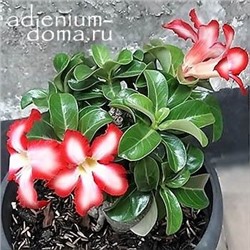 Adenium Obesum Desert Rose MINI SIZE SUNUP STAR (Мини, карликовый)