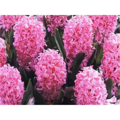Гиацинт Pink Pearl "Пинк Перл" 3шт