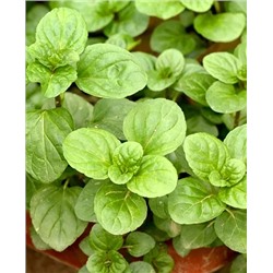 Саженцы Саженец Мята Бергамот, арт.: 69822