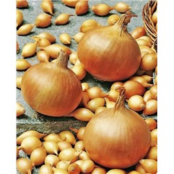 Лук-севок озимый Августа, арт.: 73196