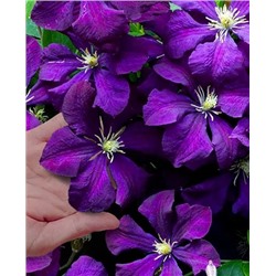 Саженцы Клематис витицелла Полиш Спирит, арт.: 69269