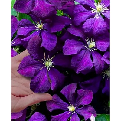 Саженцы Клематис витицелла Полиш Спирит, арт.: 69269