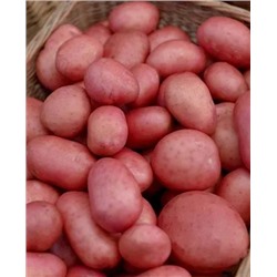 Семенной Картофель Амур, арт.: 70297