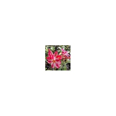 Adenium Obesum Desert Rose STAR IN STYLE