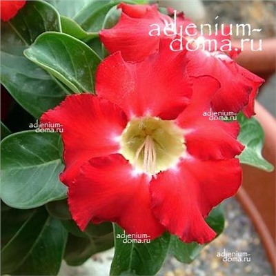 Adenium Obesum Desert Rose MINI SIZE RED (Мини, карликовый)
