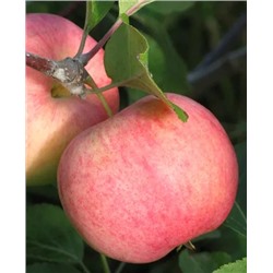 Саженцы Яблоня Соковое-3, арт.: 73052