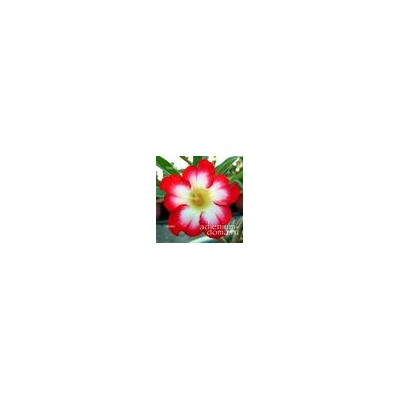 Adenium Obesum Desert Rose SUPER MOONLIGHT FAIRY