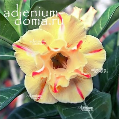 Adenium Obesum Double Flower NEW-171