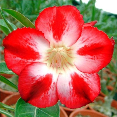 Adenium Obesum Desert Rose STAR OF TOMORROW