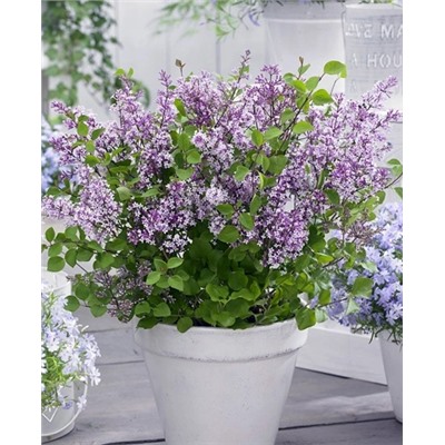 Саженцы Сирень Мейера Флауэрфеста Перпл, арт.: 73307