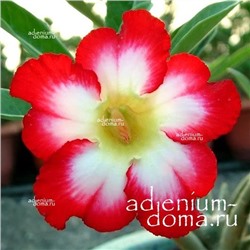 Adenium Obesum Desert Rose SUPER MOONLIGHT FAIRY