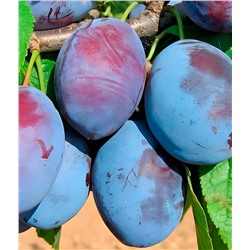 Слива Чернослив Чижика, арт.: 75131