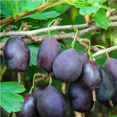 Саженцы Крыжовник Кооператор, арт.: 74885