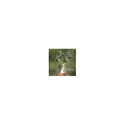 Подвеска большая ЛИСТ С ПРОЖИЛКАМИ бронза (Folium)