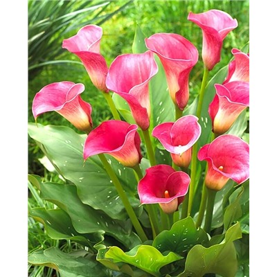 Луковицы Калла Капитан Романс, арт.: 74601