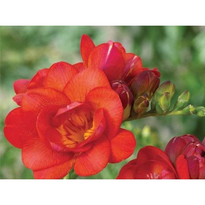 Фрезия махровая красная "Freesia Red" 10шт