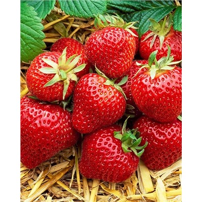 Саженцы Клубника (Земляника) садовая Мадлен, арт.: 74528