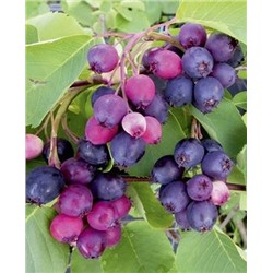 Саженцы Ирга Ханивуд, арт.: 70272