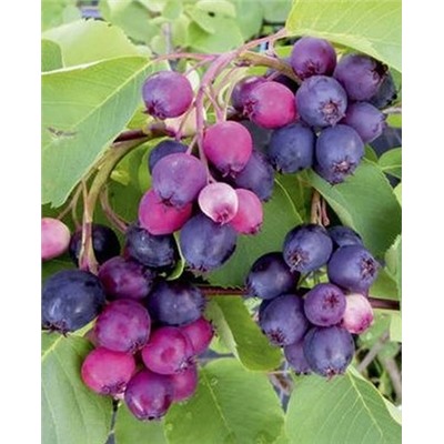 Саженцы Ирга Ханивуд, арт.: 70272