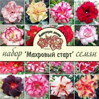 Набор семян (для начинающих, подарочный) Adenium 'МАХРОВЫЙ СТАРТ'