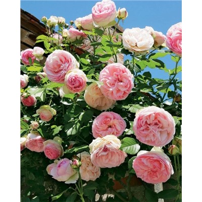 Саженцы Роза плетистая-клаймбер Пьер де Ронсар, арт.: 74982