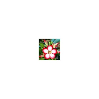 Adenium Obesum Desert Rose ZAFTIG MOON