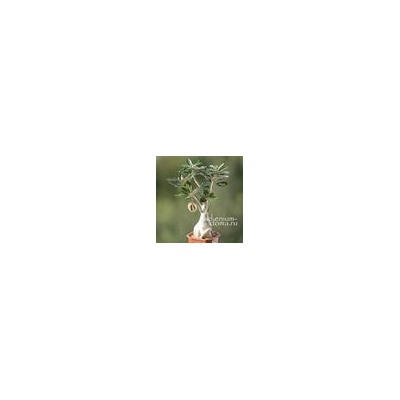 Подвеска средняя ЛИСТ VI бронза (Folium)