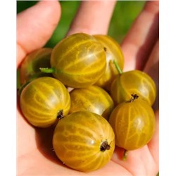 Саженцы Крыжовник Алтайский номерной, арт.: 623