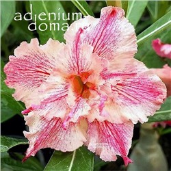 Adenium Obesum Double Flower ROSY STRING