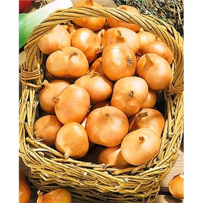 Лук семейный (шалот) Альбик, арт.: 4519