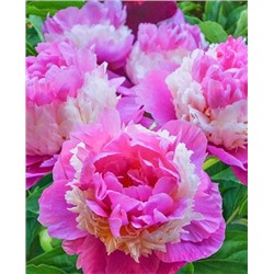 Корни (саженцы) Пион Щербет, арт.: 69969