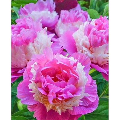 Корни (саженцы) Пион Щербет, арт.: 69969