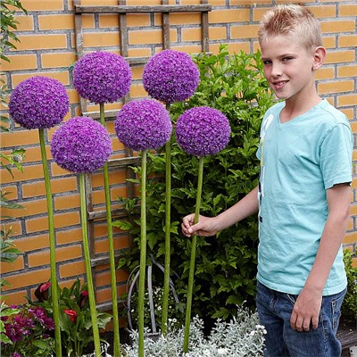 Allium Giganteum "Лук декоративный Гигантеум"