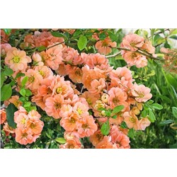 Айва прекрасная Гейша, арт.: 837