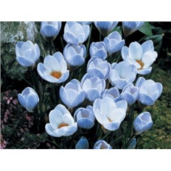 Крокус Blue Pearl "Блю Перл" 5шт