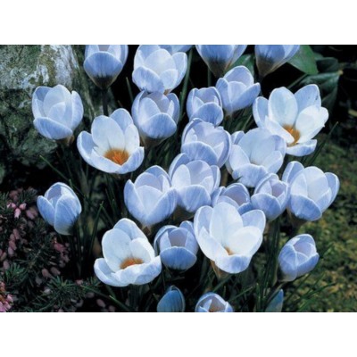 Крокус Blue Pearl "Блю Перл" 5шт