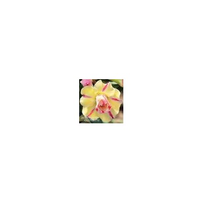 Adenium Obesum Double Flower GORGEOUS