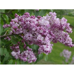 Сирень Фантазия (Фентези)